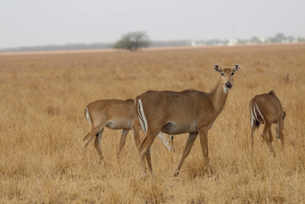 brown deer on brown grass field during daytime