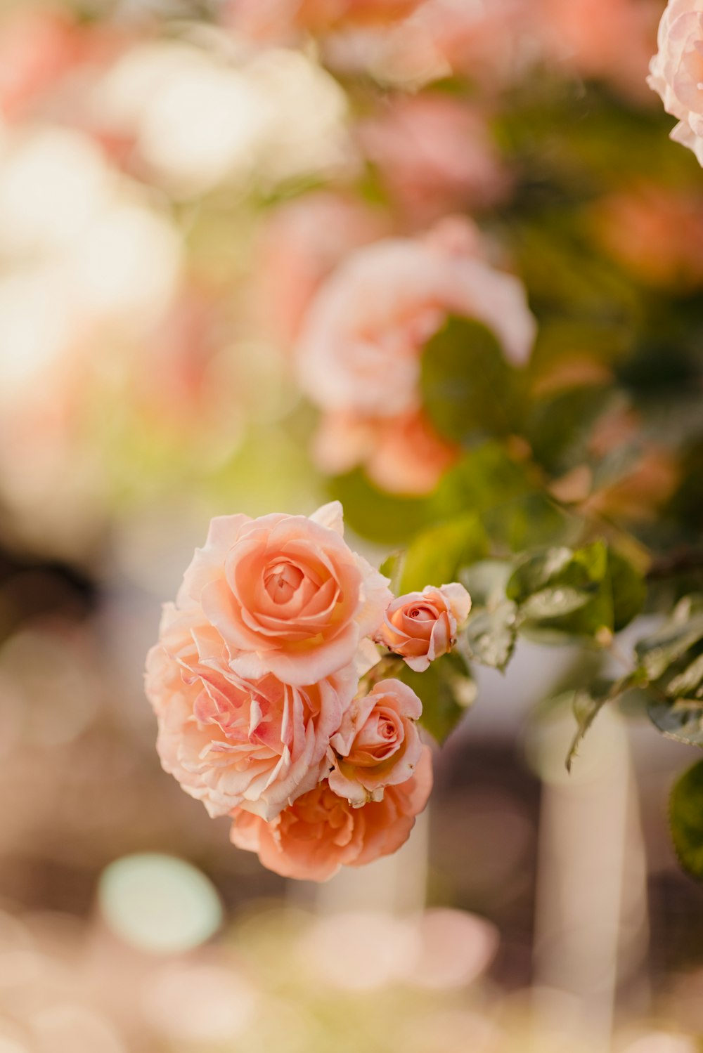 pink rose in bloom during daytime