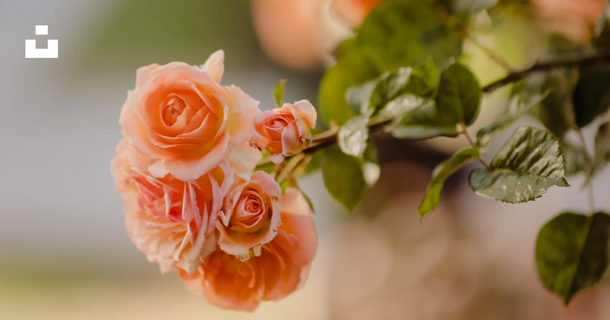 Rosa rosada en flor durante el día foto – Imagen de Flor gratuita en ...