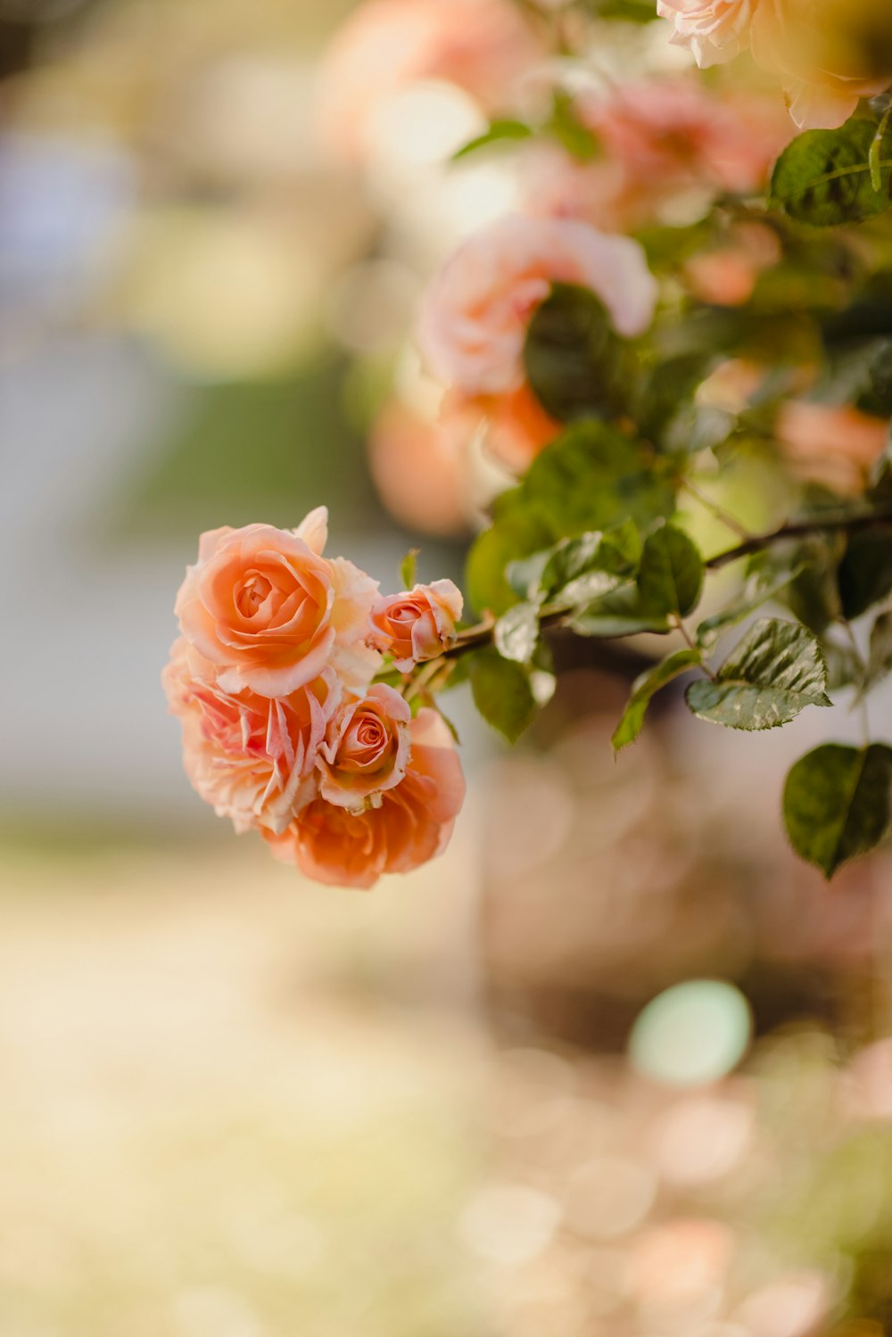 pink rose in bloom during daytime