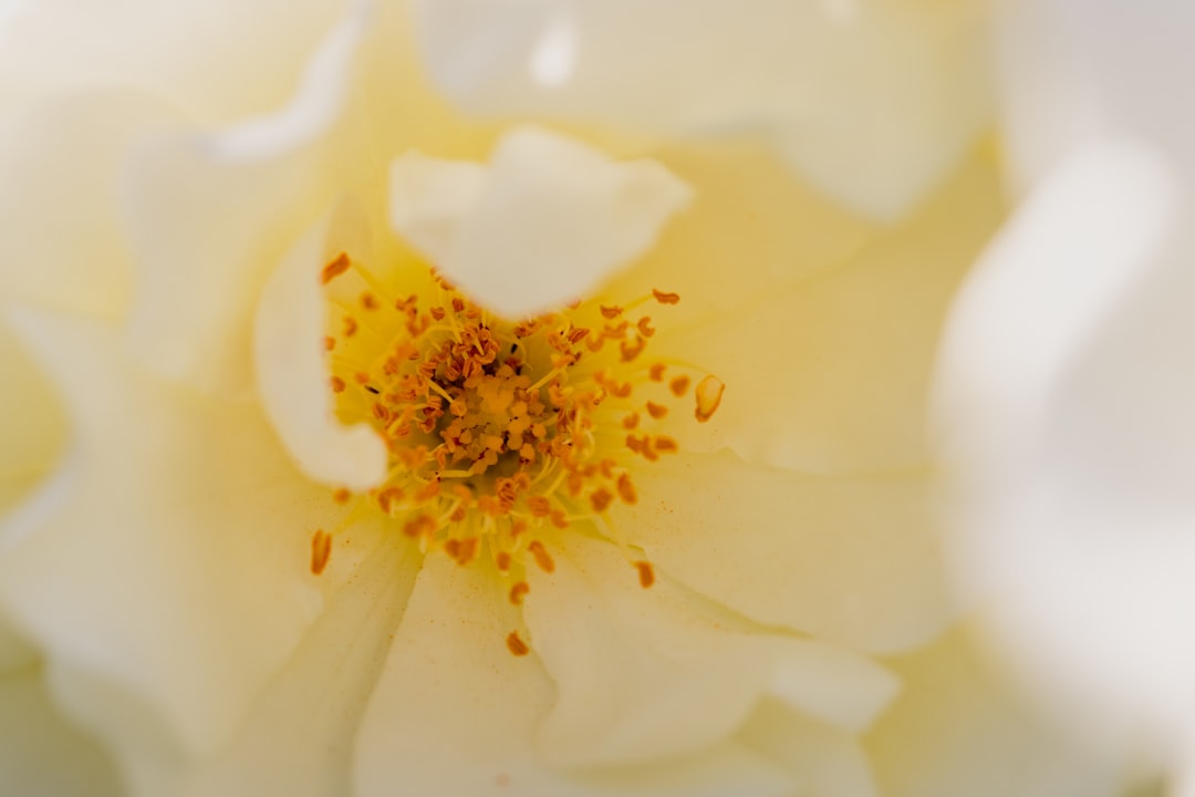 white and yellow flower in macro lens