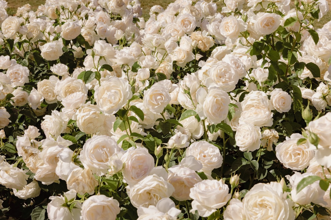 white flowers with green leaves