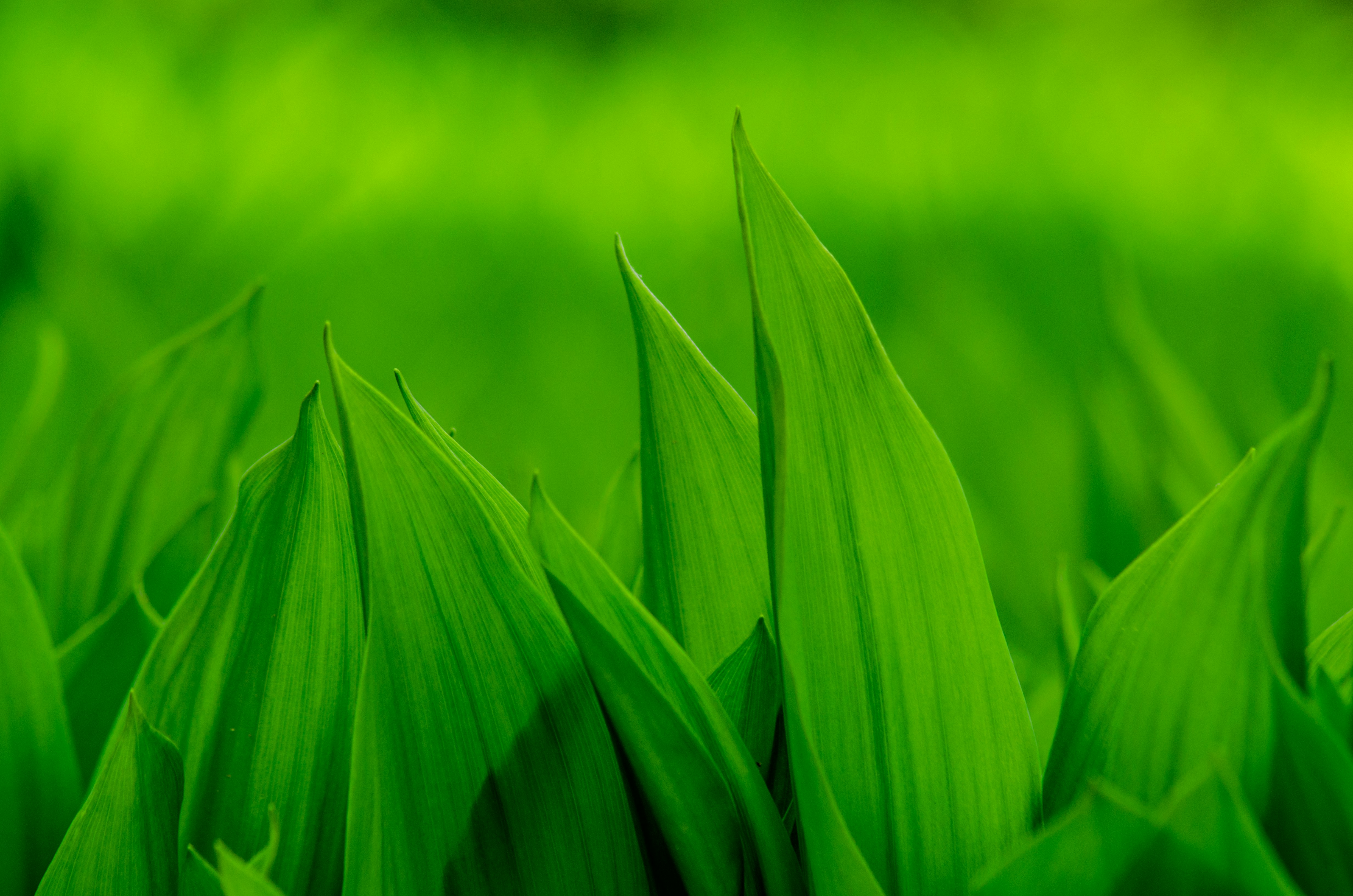 Soi kèo bóng đá chính xác cần biết 8 điều này