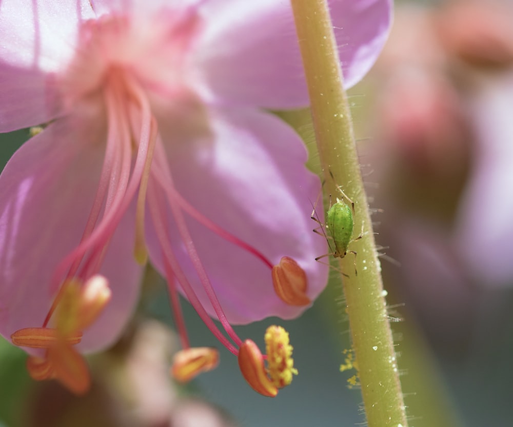 grüner und schwarzer Käfer auf rosa Blume