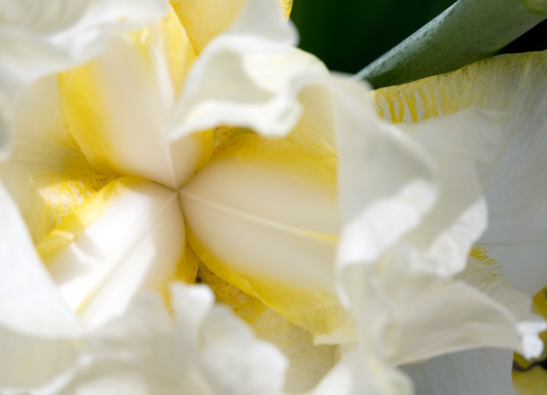 white and yellow flower in close up photography