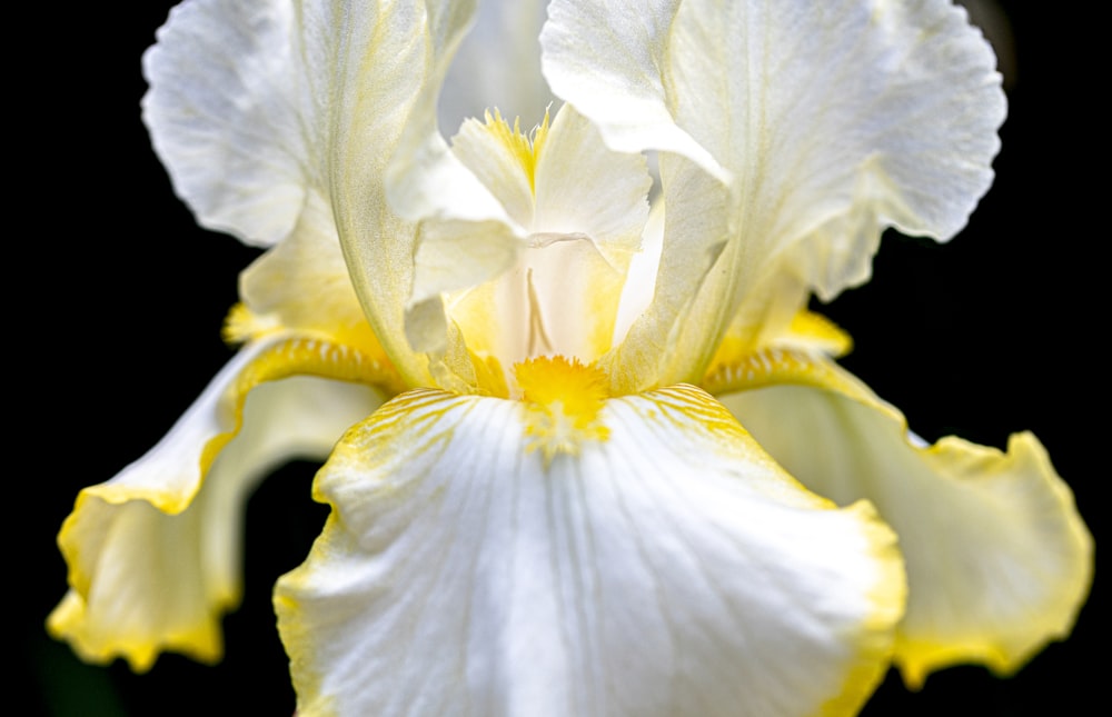 white and yellow flower in close up photography