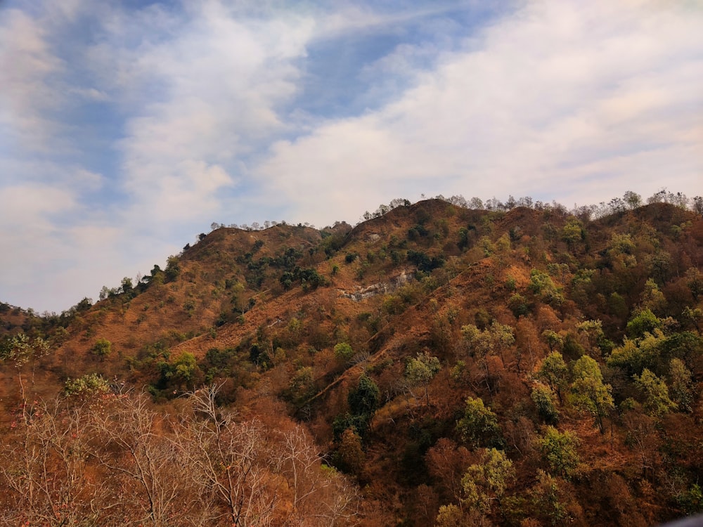 green and brown trees under white clouds and blue sky during daytime