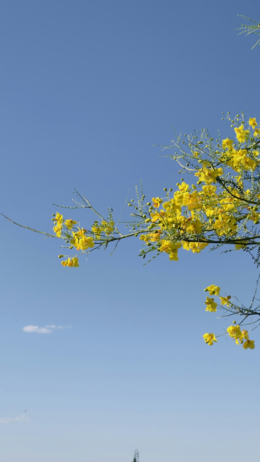 Fiore giallo sotto cielo blu durante il giorno