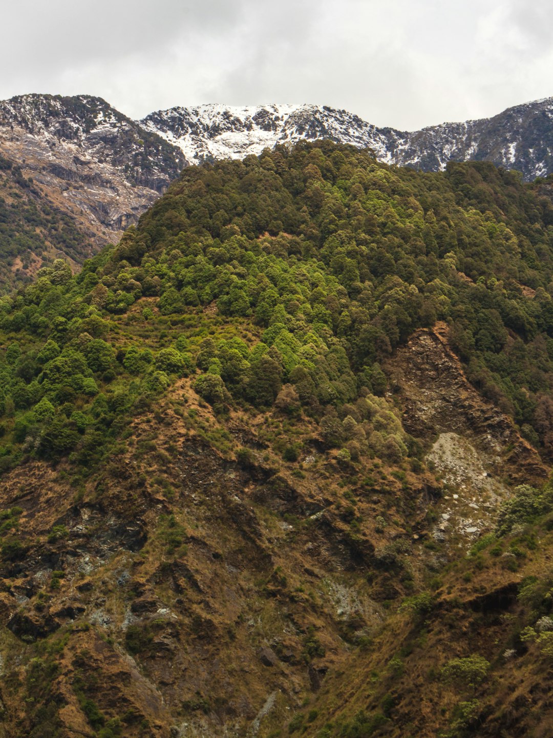 green trees on mountain during daytime