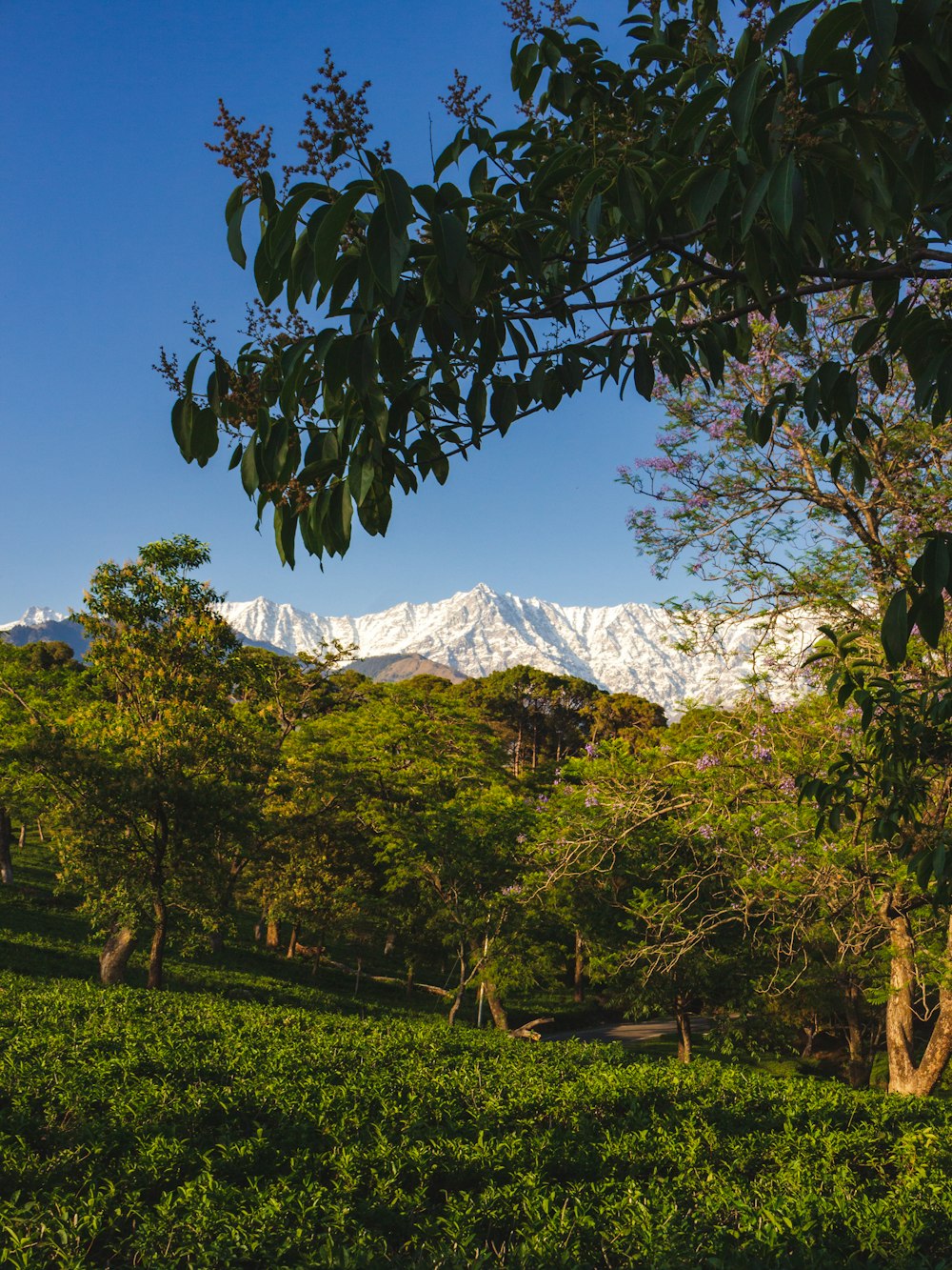 green trees and grass field near mountain under blue sky during daytime