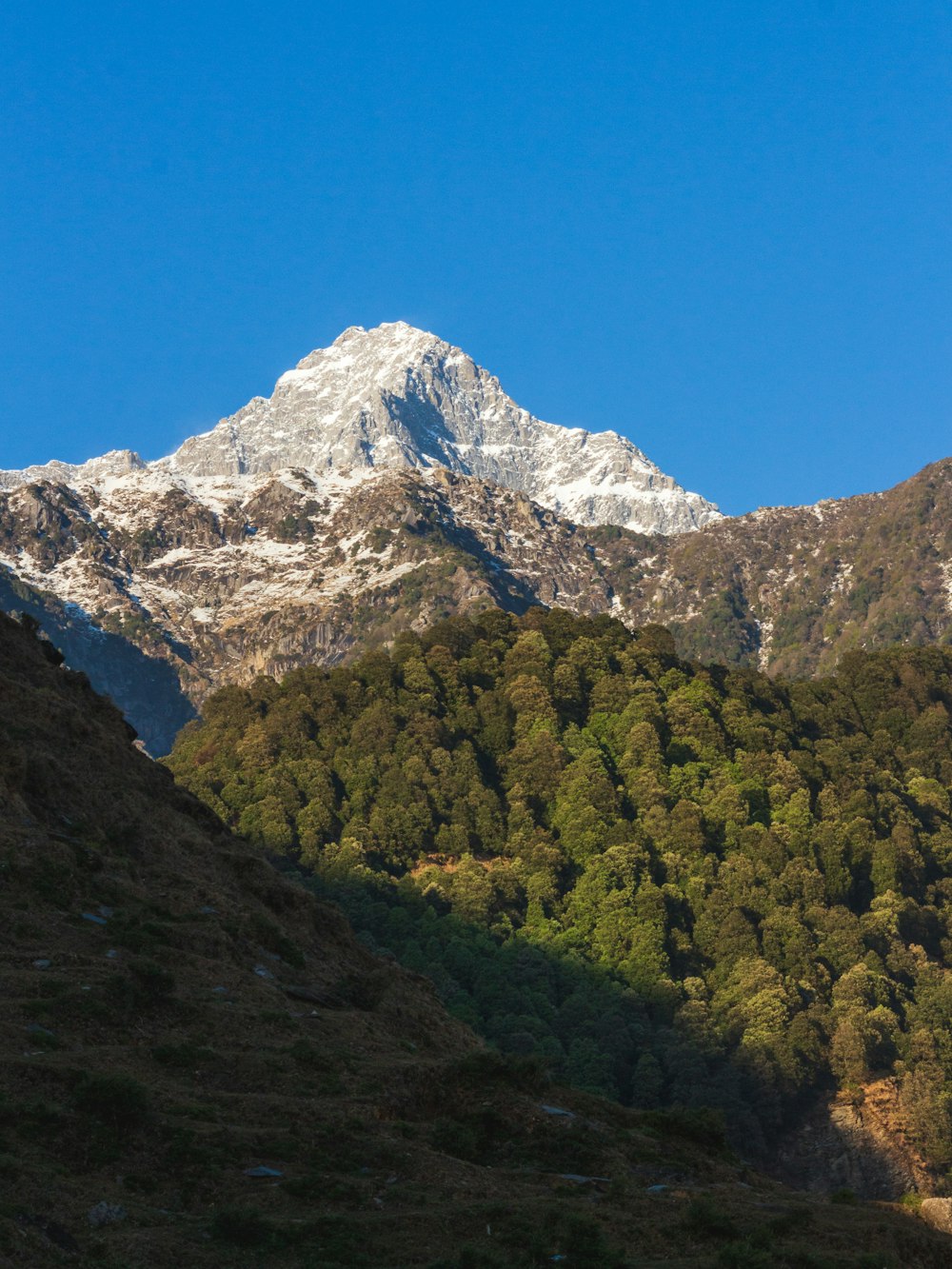 green trees near snow covered mountain during daytime