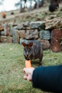 A small marsupial, likely a quokka, is standing on grassy ground, appearing curious as a person extends a carrot towards it. The background features a rustic stone wall and natural landscape, creating a serene environment.