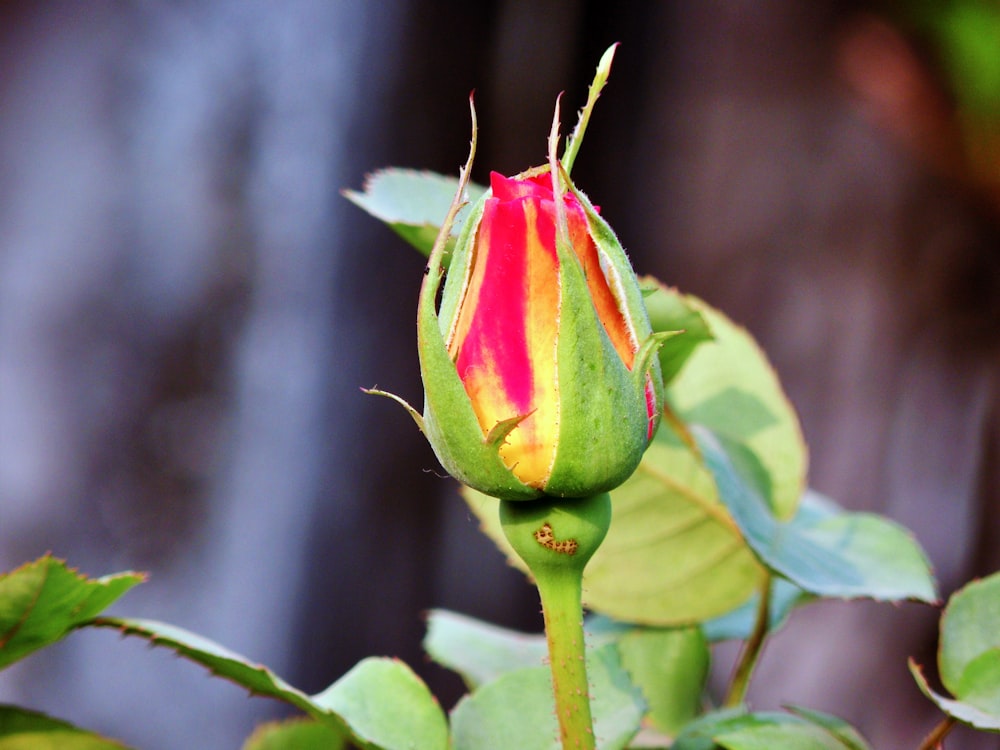 pink and green flower bud in tilt shift lens