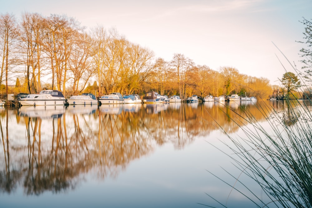 brown trees beside body of water during daytime