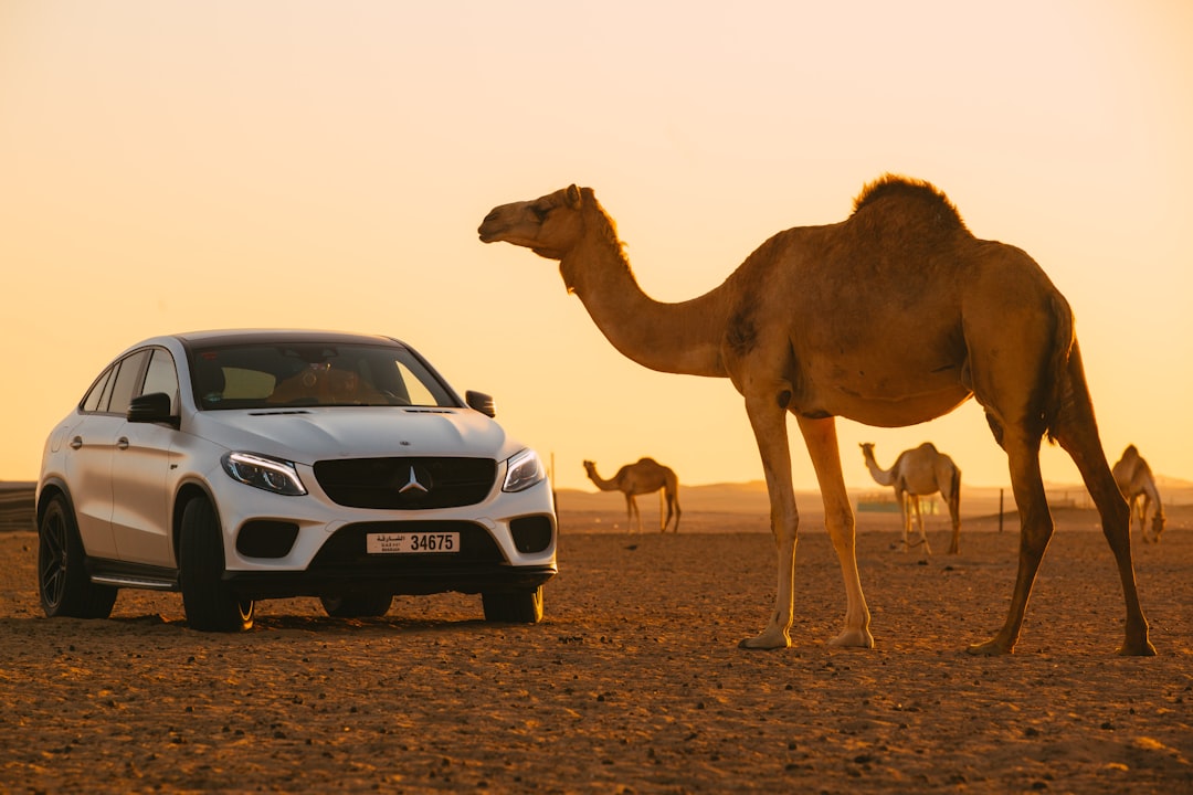 camel on white car during daytime, I enjoy trying to develop a car and Mercedes are one of the biggest car manufacturers in the world.</p></figure><p>"Lewis Hamilton"