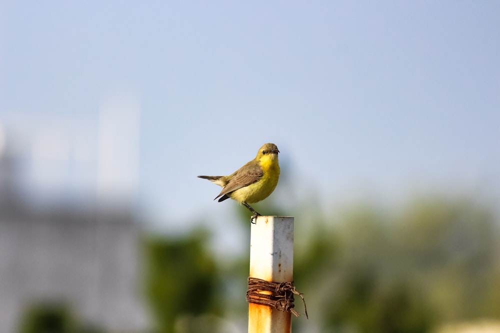 yellow and black bird on brown wooden stick during daytime