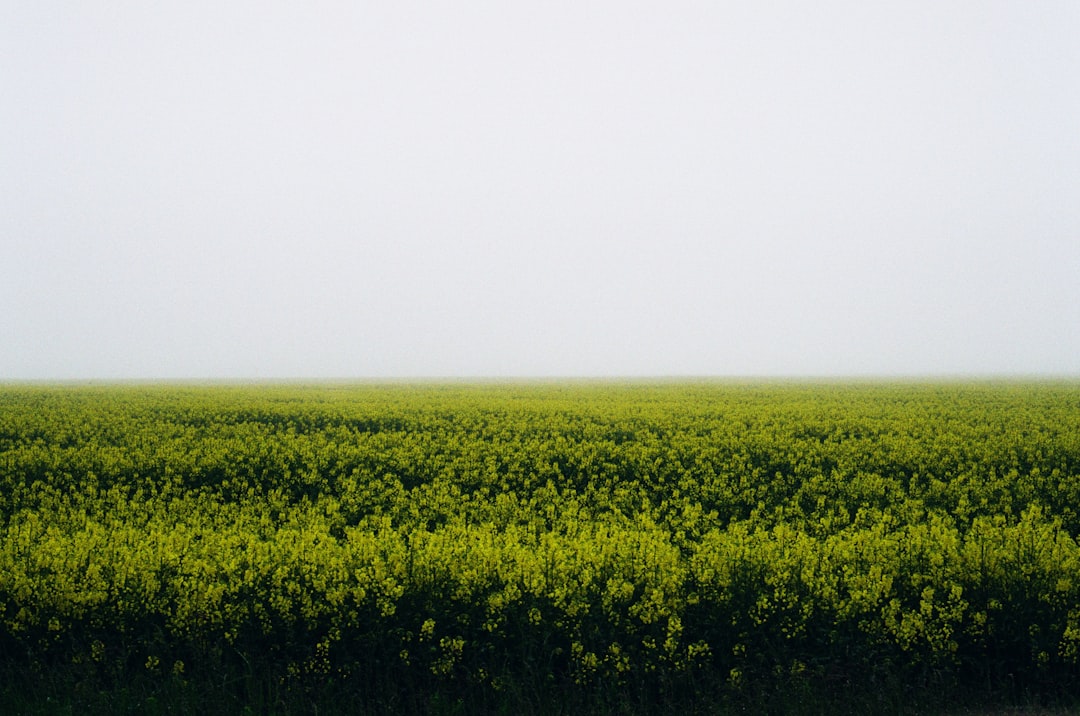 green grass field under white sky during daytime