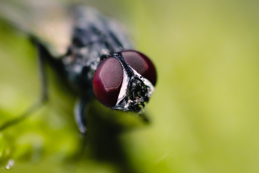 black and white fly on green leaf