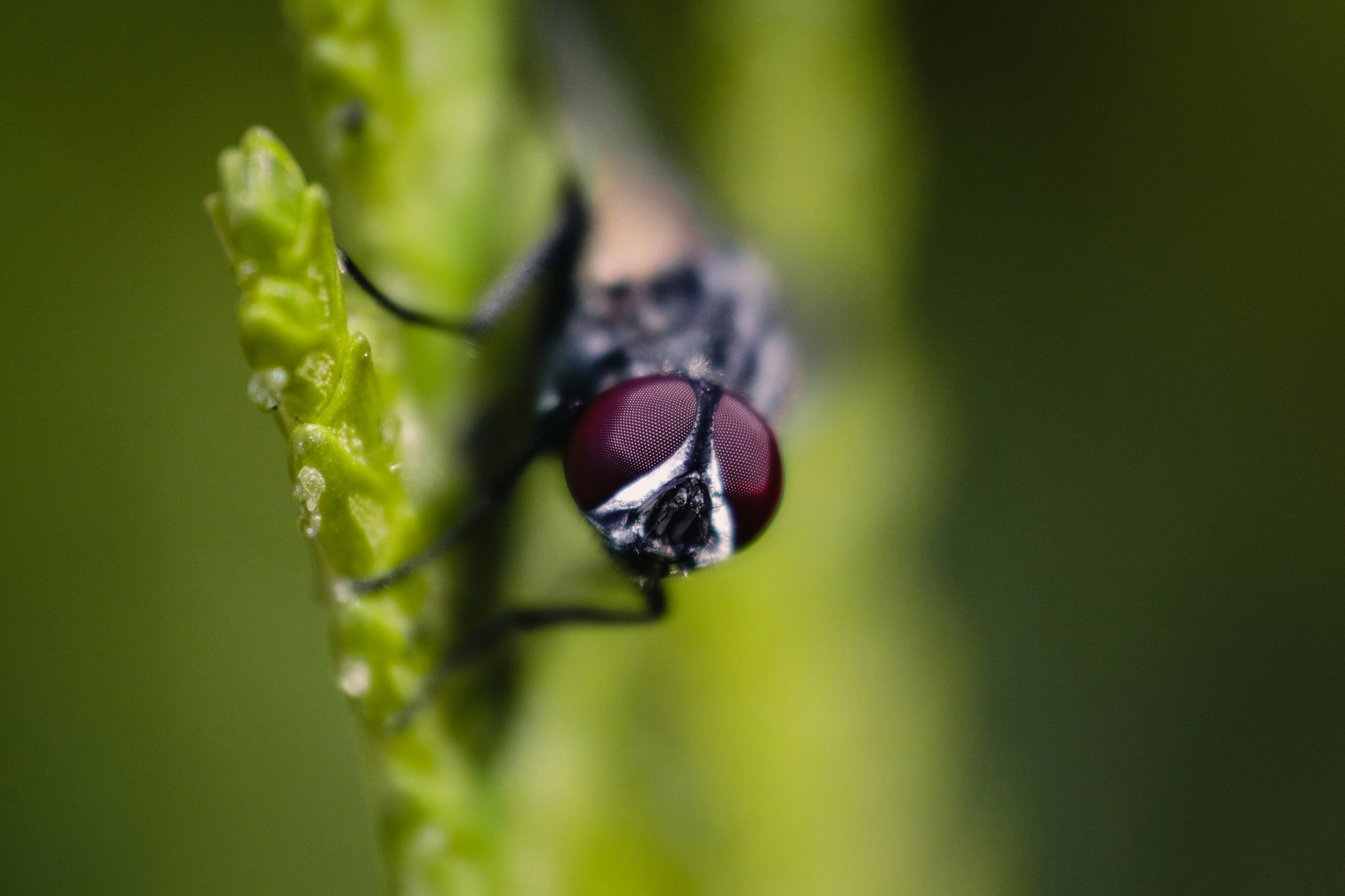 Where you can get paving slabs in Kiev?