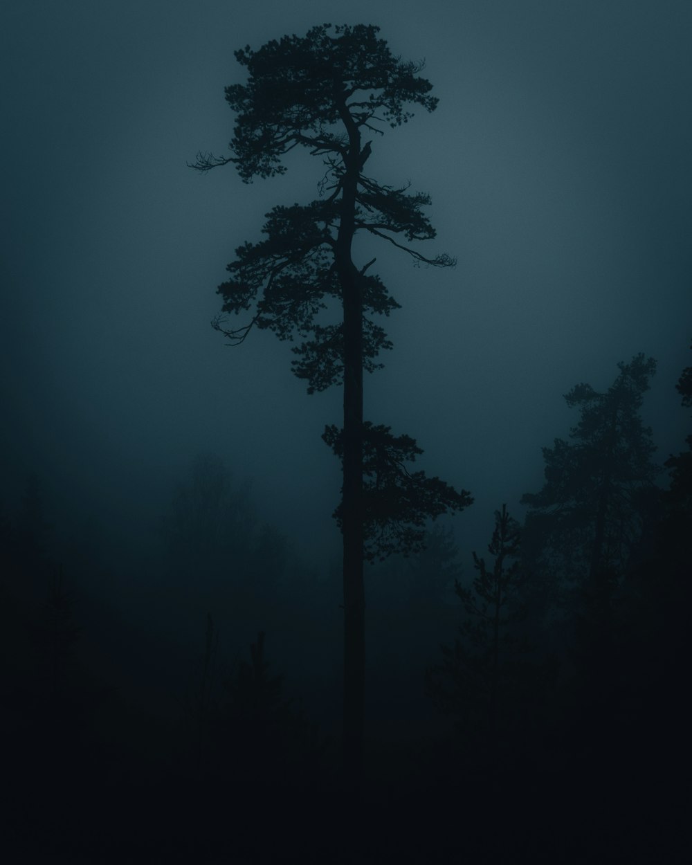 silhouette de l’arbre pendant la nuit