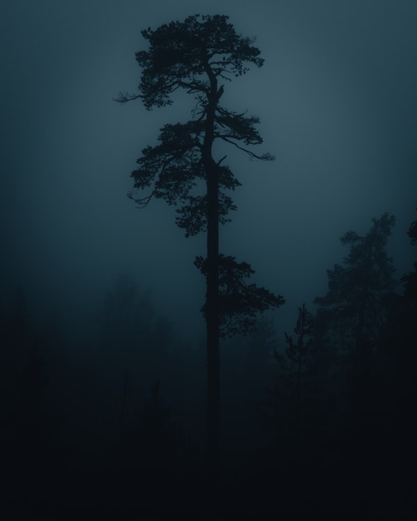 Arbres la nuit
