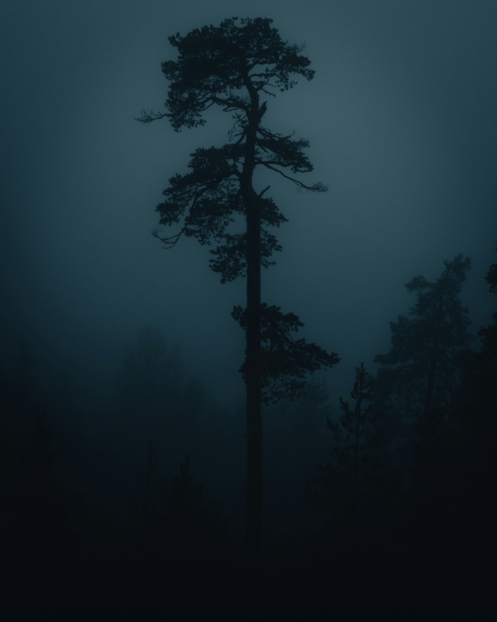 silhouette of tree during night time