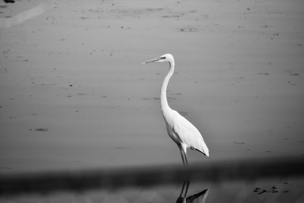 white bird on body of water