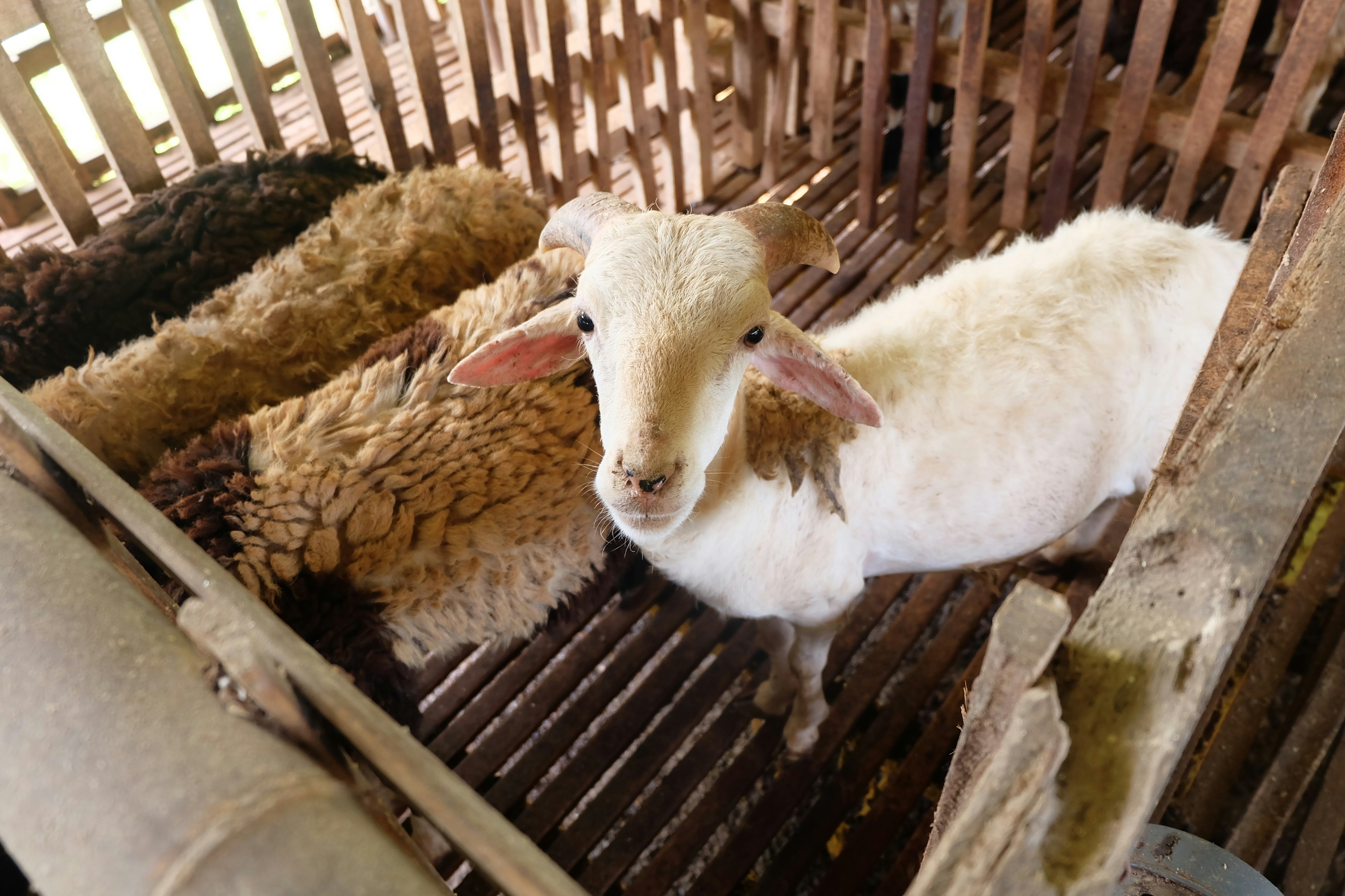 Photo by qammafarm