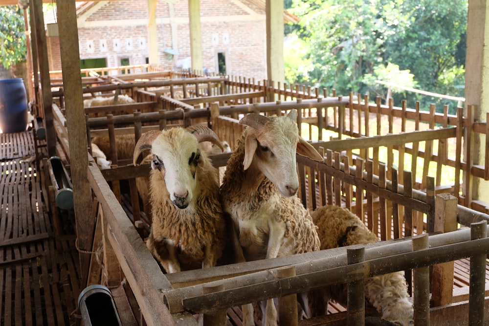 three sheep on brown wooden cage