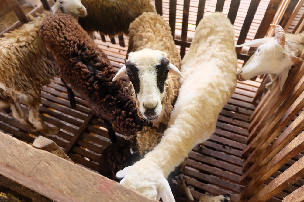 white sheep on brown wooden cage