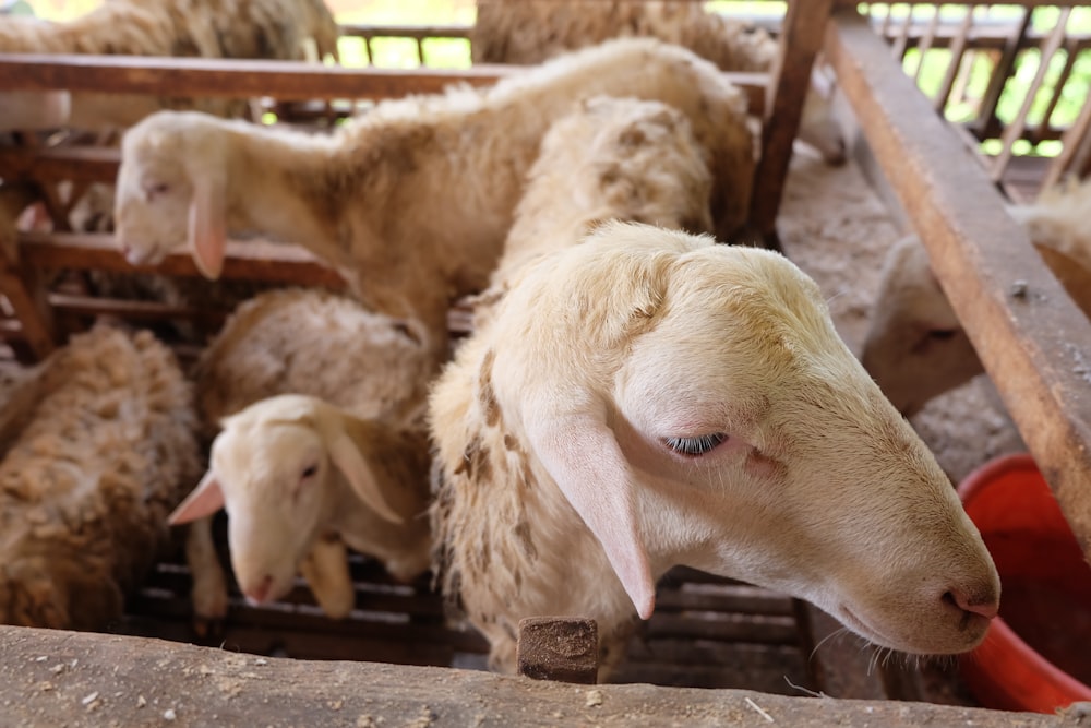 white sheep on brown wooden fence during daytime