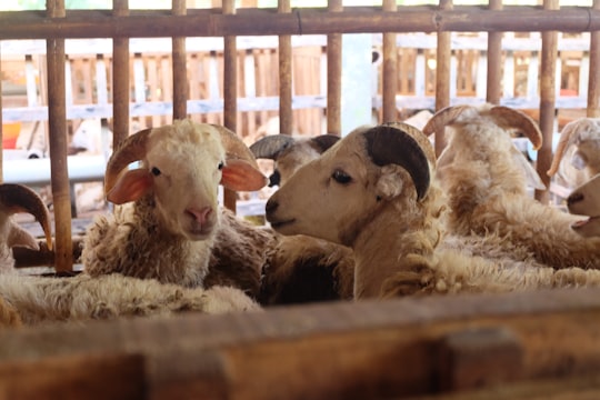 white sheep on brown wooden cage in Banjarnegara Indonesia