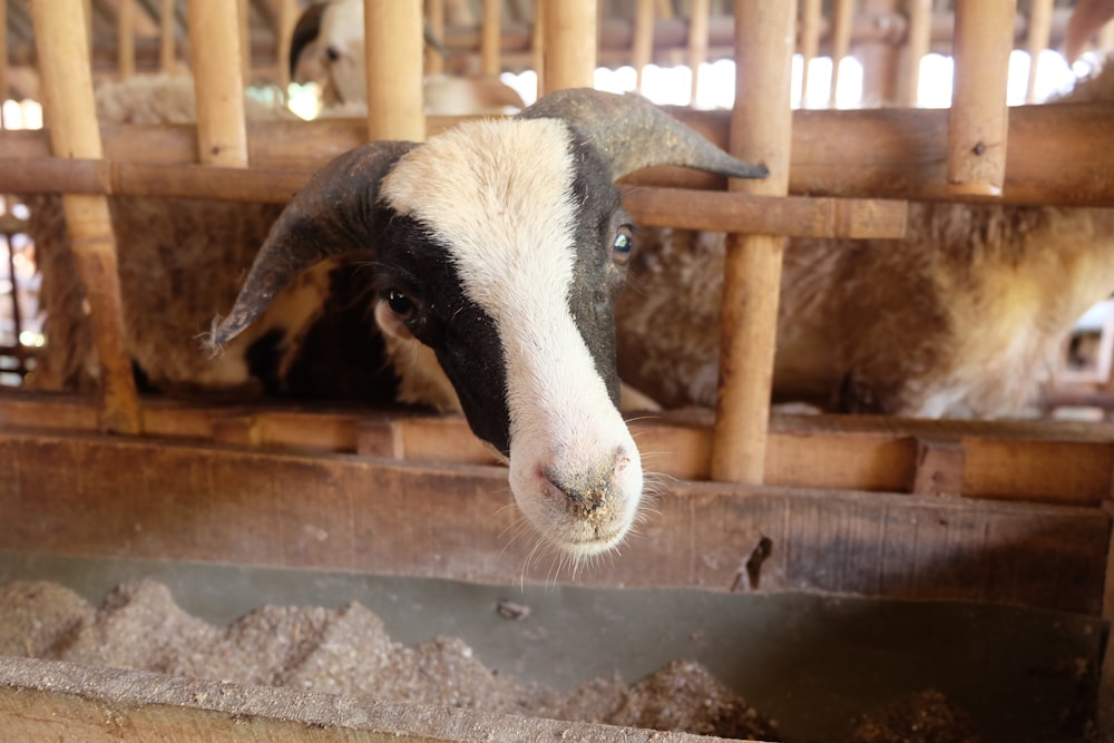 white and black sheep in cage