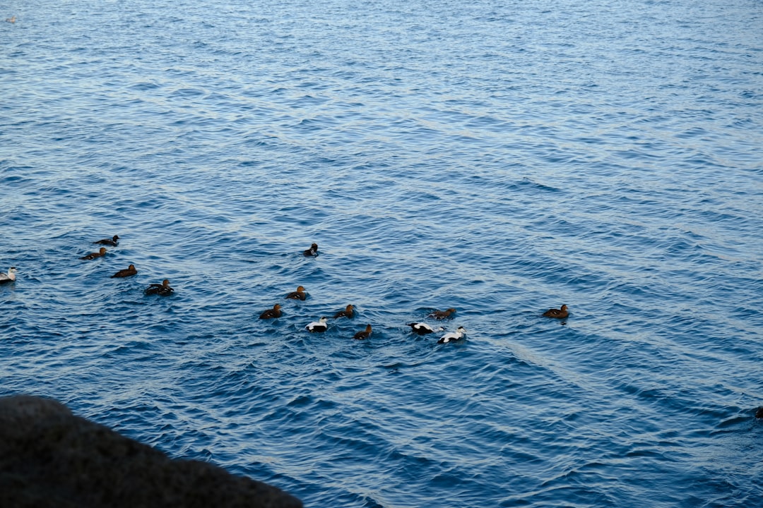 flock of birds on water during daytime