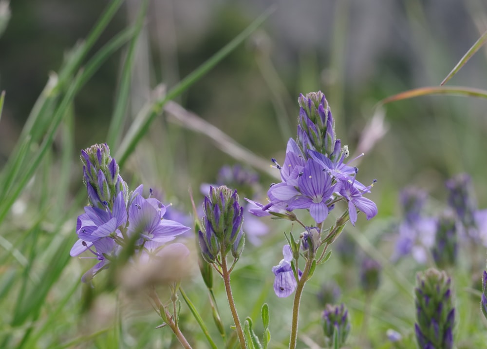 purple flower in tilt shift lens