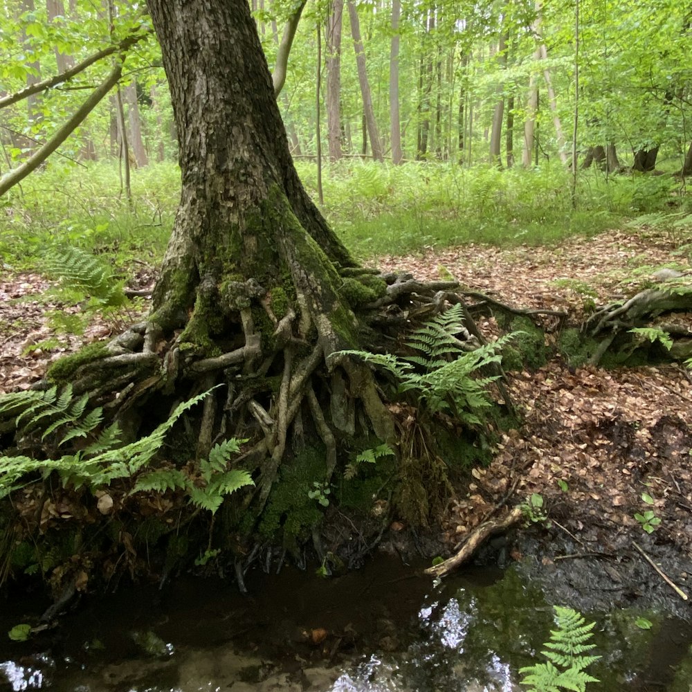 brown tree trunk on river