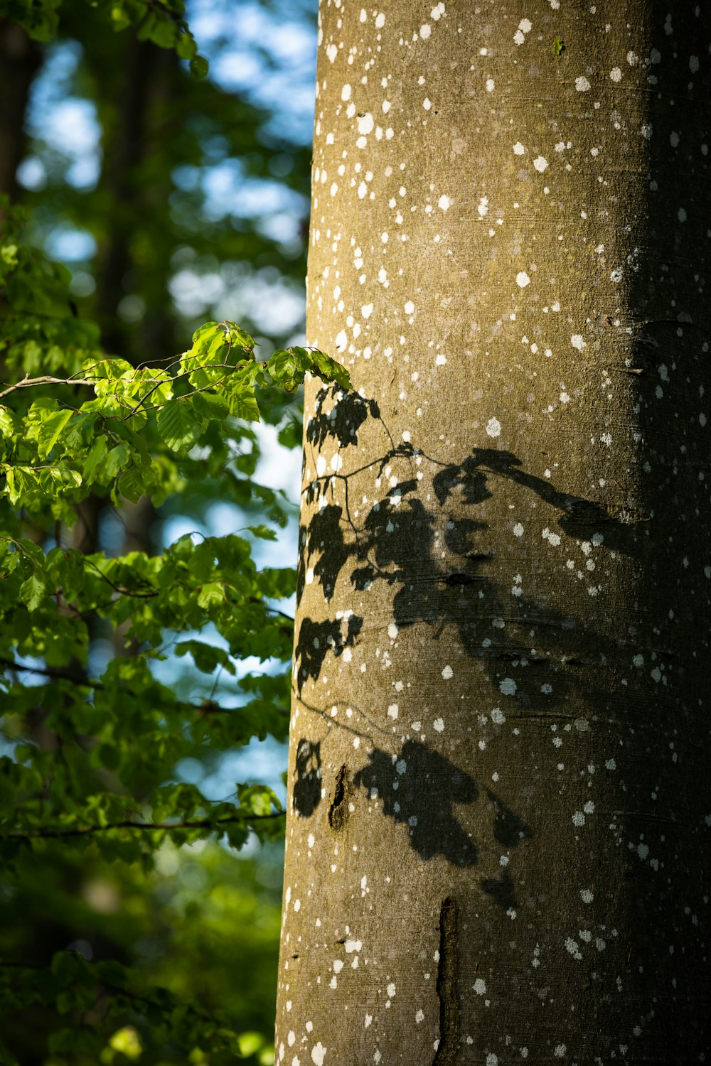 brown tree trunk with green leaves