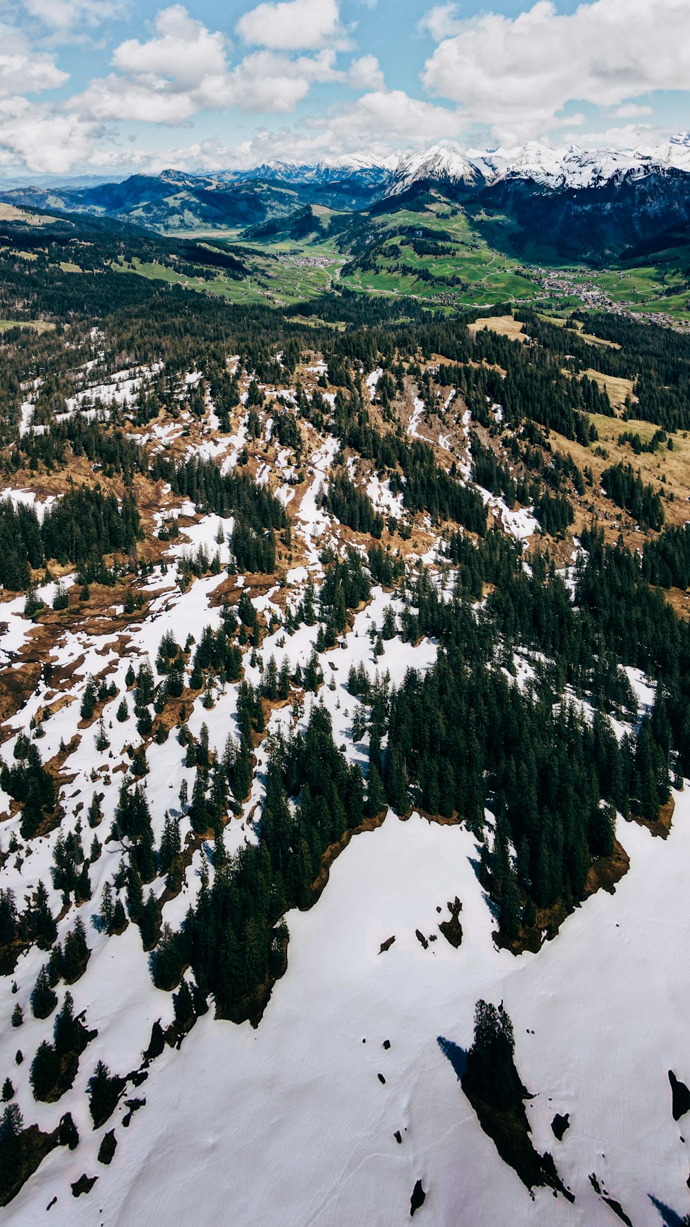 green and white trees on mountain