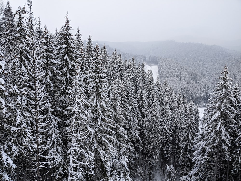 Schneebedeckte Pinien tagsüber