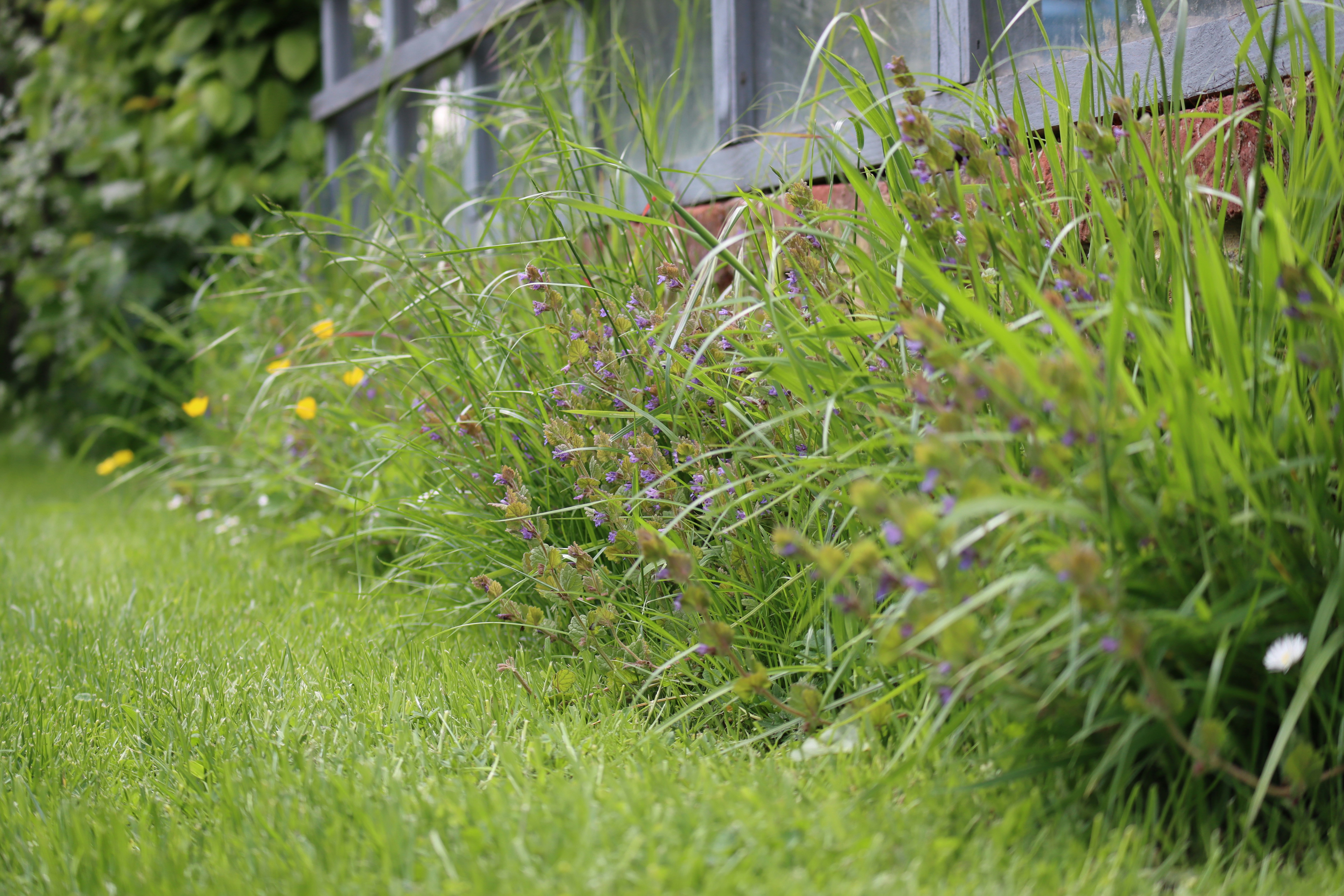 yellow flower on green grass field