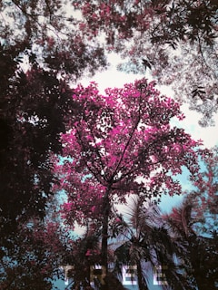 pink and white cherry blossom tree