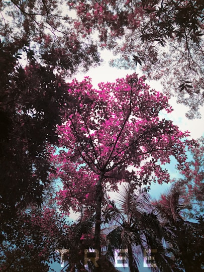 pink and white cherry blossom tree