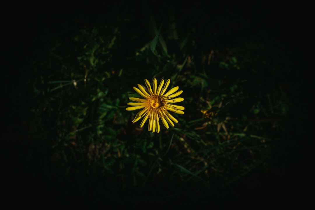 yellow flower in the middle of green grass