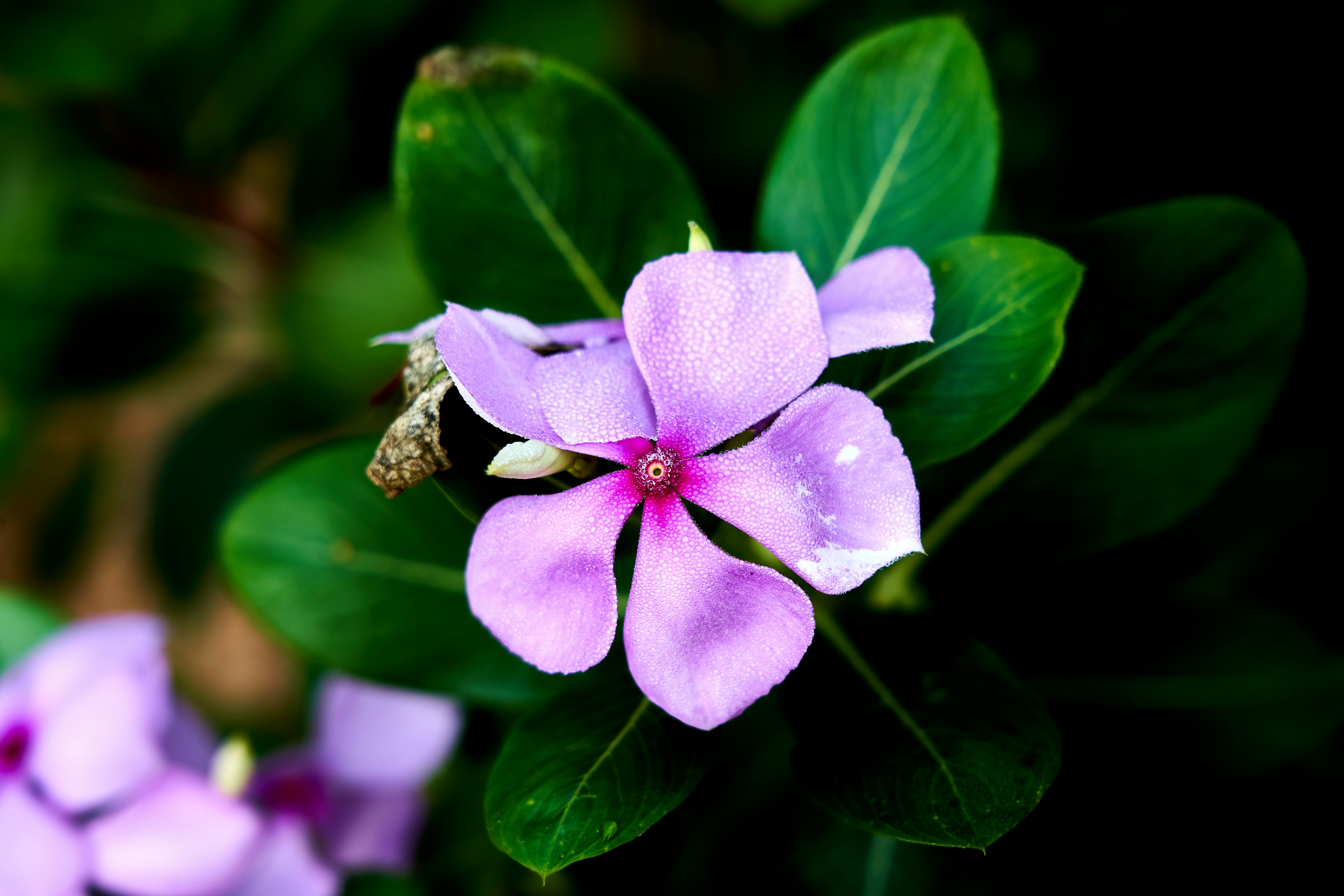 Double Glazed Windows