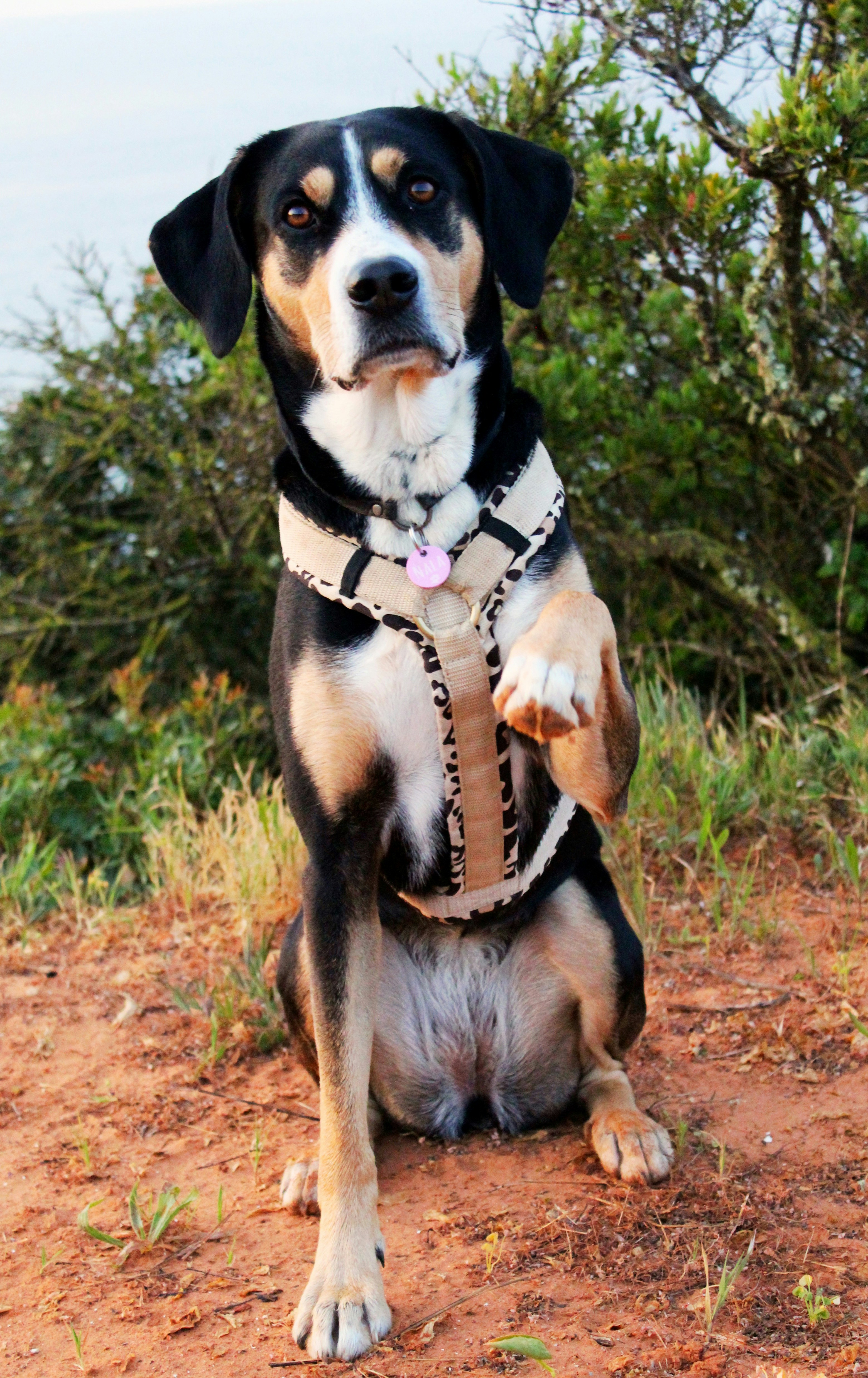 black and white short coated dog