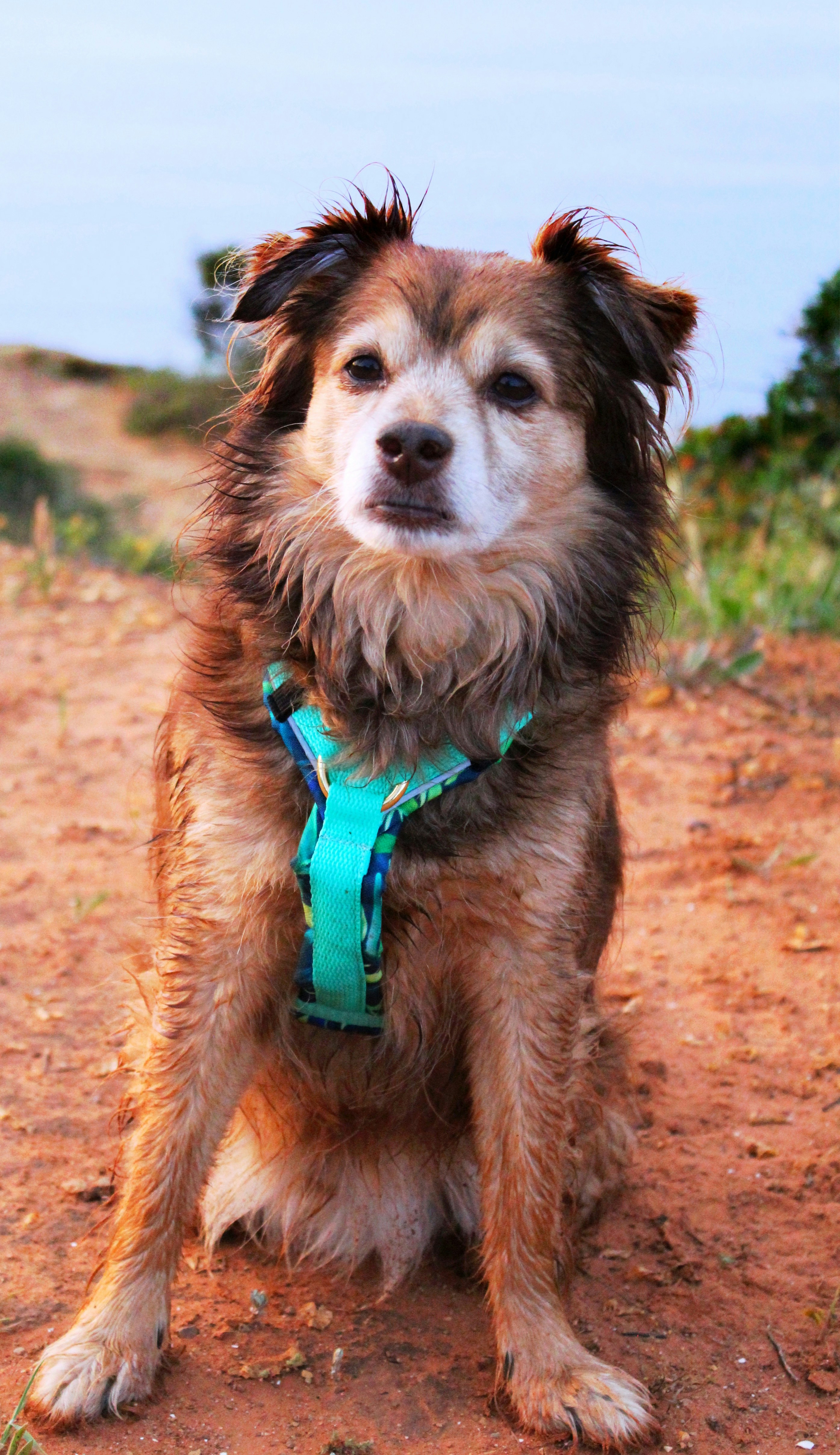 brown and white long coat small dog with blue collar