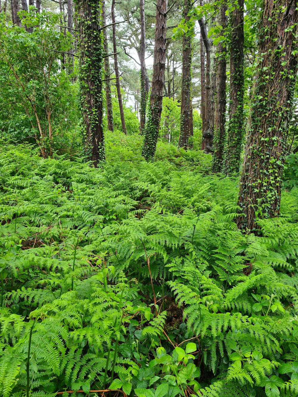 green plants and trees during daytime