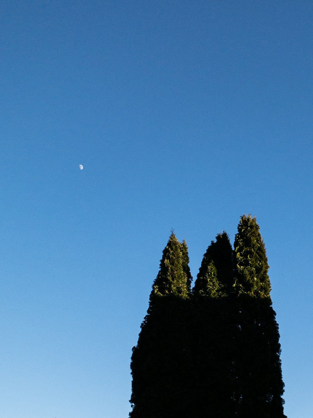 green trees under blue sky during daytime