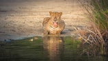 leopard in water during daytime