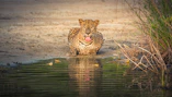 leopard in water during daytime